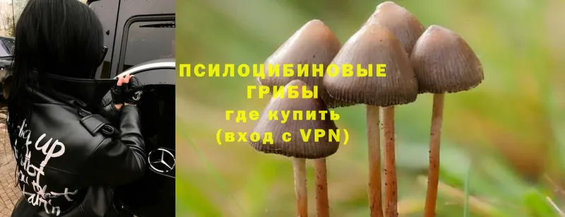 Галлюциногенные грибы Psilocybine cubensis  где купить   Гатчина 